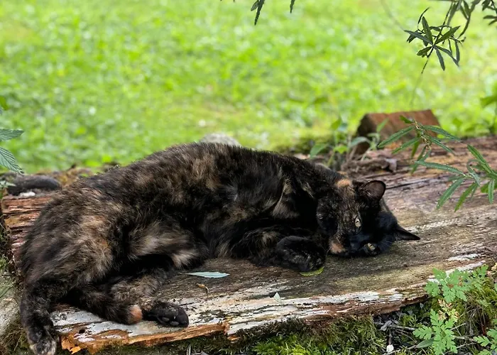 Hallstatt Feeling - - Self Check-in Бад Гоисерн