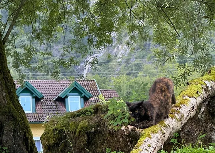 Hallstatt Feeling - - Self Check-in Бад Гоисерн