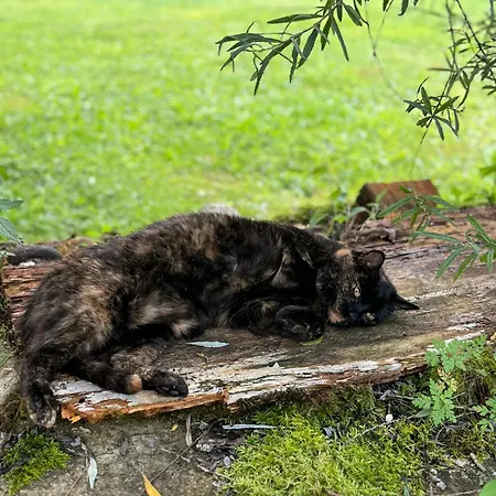 Hallstatt Feeling - - Self Check-in Bad Goisern
